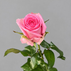 Розовая роза Авиатор